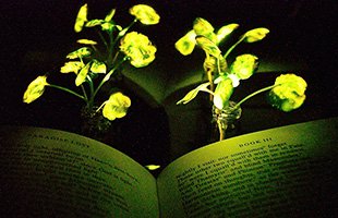 В США создали растения, которые дают свет